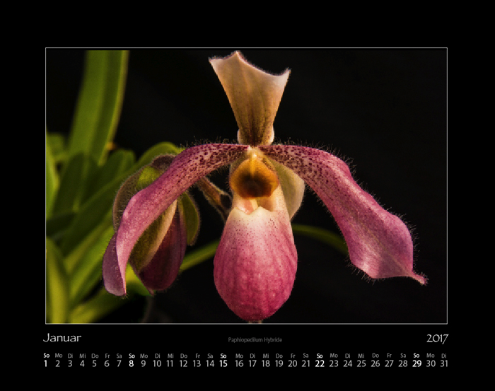 orchideen_2017_01.jpg