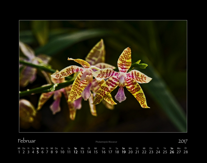 orchideen_2017_02.jpg