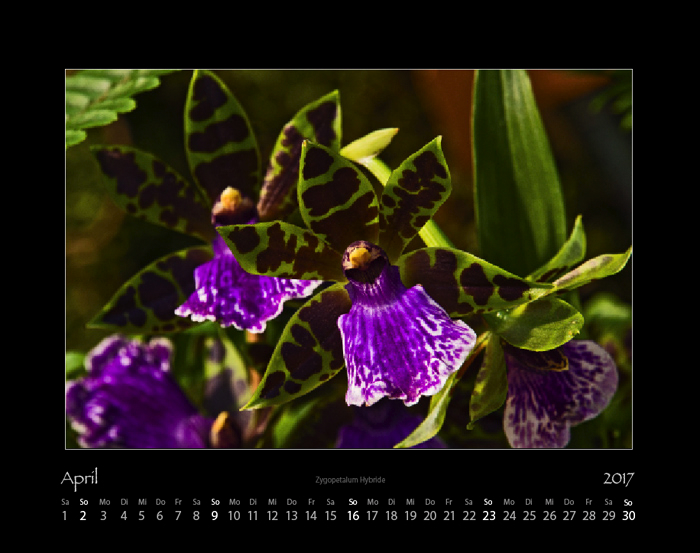 orchideen_2017_04.jpg