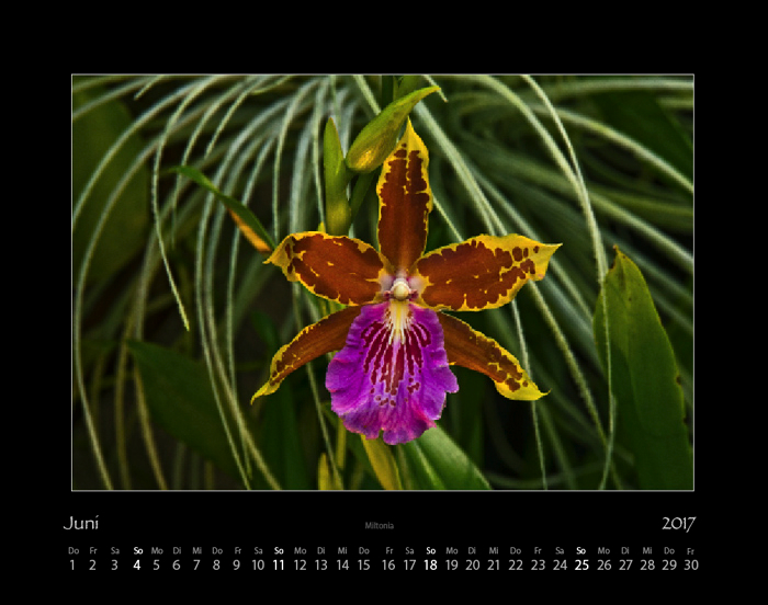 orchideen_2017_06.jpg