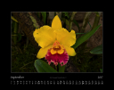 Orchideen_2017_09.jpg