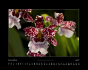 Orchideen_2017_11.jpg