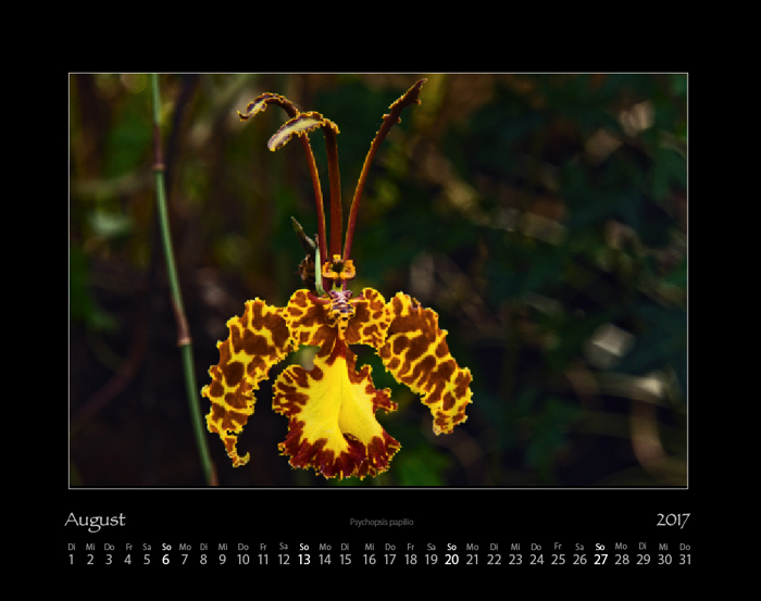 orchideen_2017_08.jpg