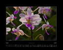Orchideen_2017_05.jpg
